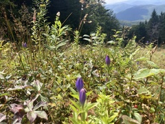 Gentiana clausa