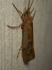 Limnephilus