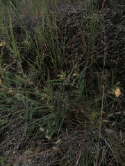 Chamaecrista