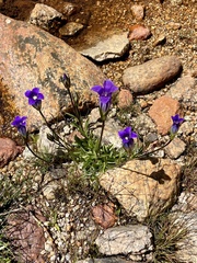 Gentianopsis holopetala