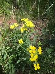 Erysimum rhaeticum