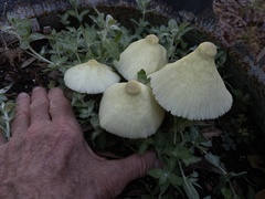 Chlorophyllum hortense