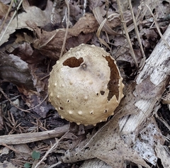 Amphibolips confluenta