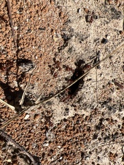 Pogonomyrmex barbatus