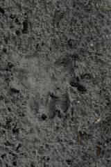 Papio ursinus ursinus