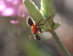Camponotus