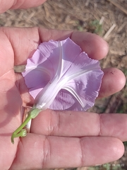 Ipomoea cairica