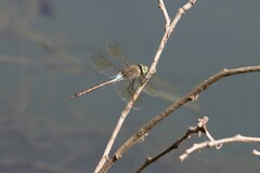 Anax parthenope