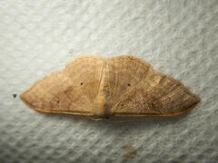 Idaea degeneraria