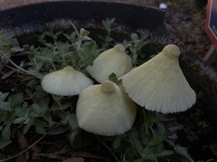 Chlorophyllum hortense