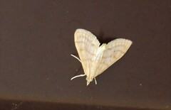 Paracorsia repandalis