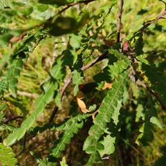 Comptonia peregrina