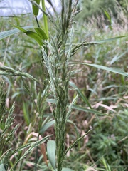 Poa trivialis