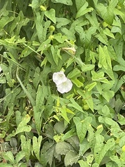 Calystegia silvatica