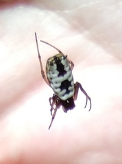 Micrathena mitrata