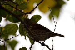 Amblyospiza albifrons