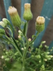 Erigeron floribundus