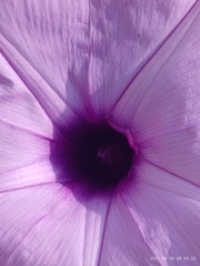 Ipomoea cairica