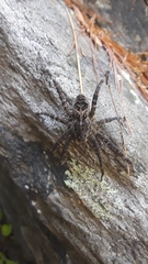 Dolomedes scriptus