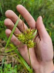 Carex lupulina