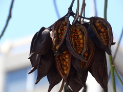 Brachychiton populneus