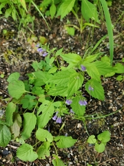 Scutellaria lateriflora