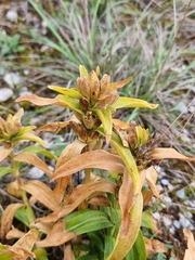 Gentiana cruciata