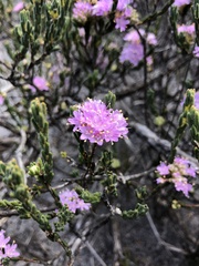 Agathosma sedifolia