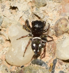 Heliophanus kochii