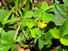 Oxalis stricta