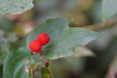 Prosartes trachycarpa
