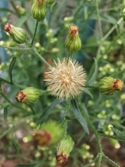 Erigeron floribundus