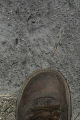 Papio ursinus ursinus