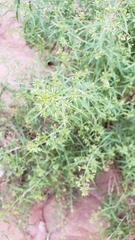 Brickellia longifolia