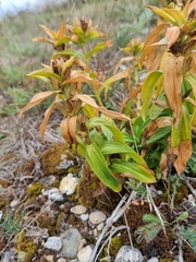 Gentiana cruciata