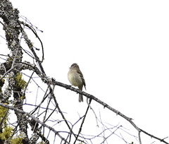 Empidonax difficilis