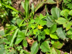 Oxalis stricta