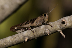 Acanthacris ruficornis