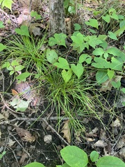 Carex deweyana
