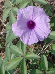 Ipomoea cairica