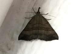 Hypena proboscidalis