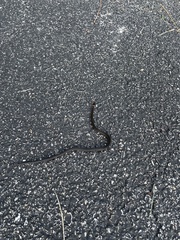 Diadophis punctatus punctatus