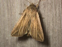 Mythimna riparia