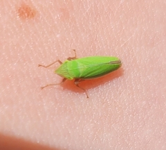 Draeculacephala robinsoni