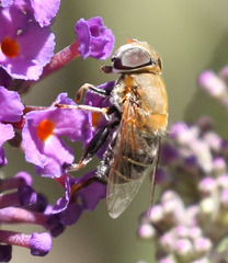 Palpada mexicana