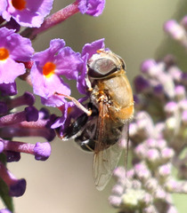 Palpada mexicana