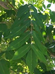 Juglans