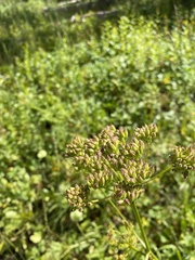 Ligusticum
