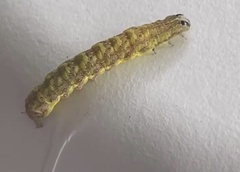 Pyrausta phoenicealis