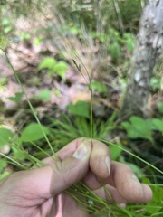 Carex deweyana